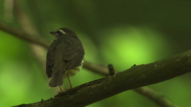 Paruline hochequeue - ML482412