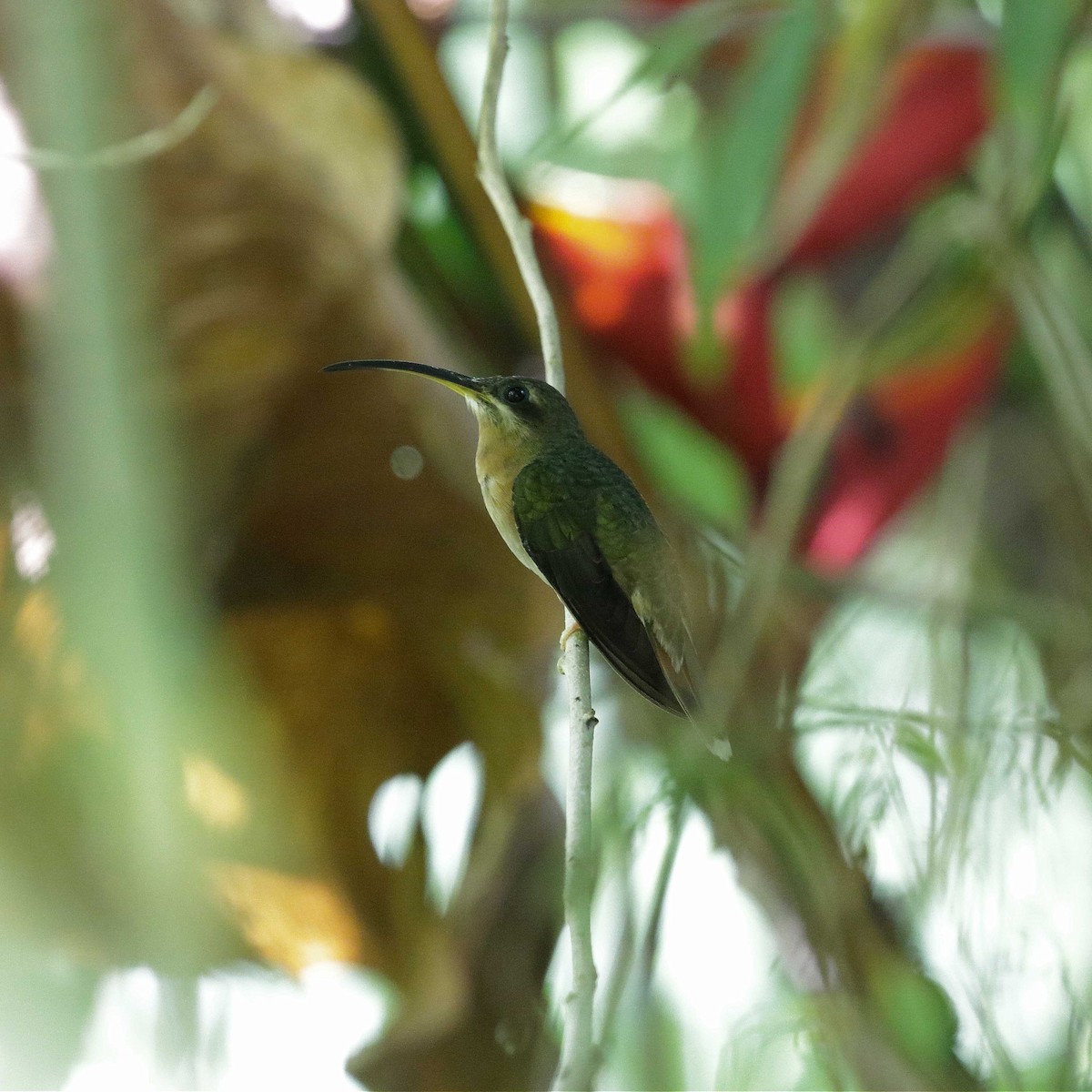 kolibřík ryšavoocasý - ML482412961