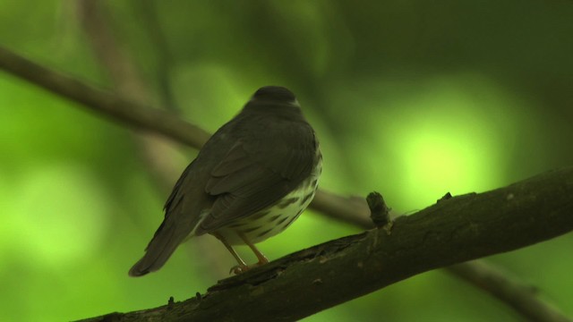 Paruline hochequeue - ML482413