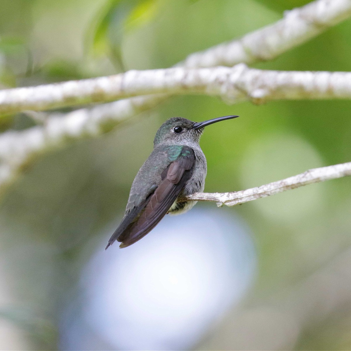 Colibrí Apagado - ML482413001