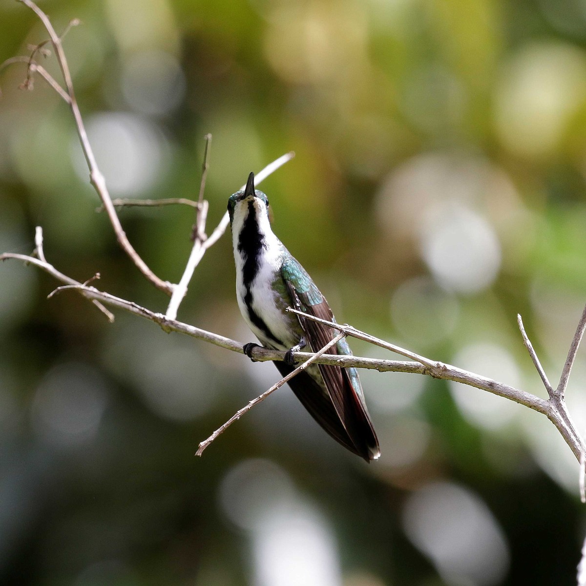 kolibřík tropický - ML482413141