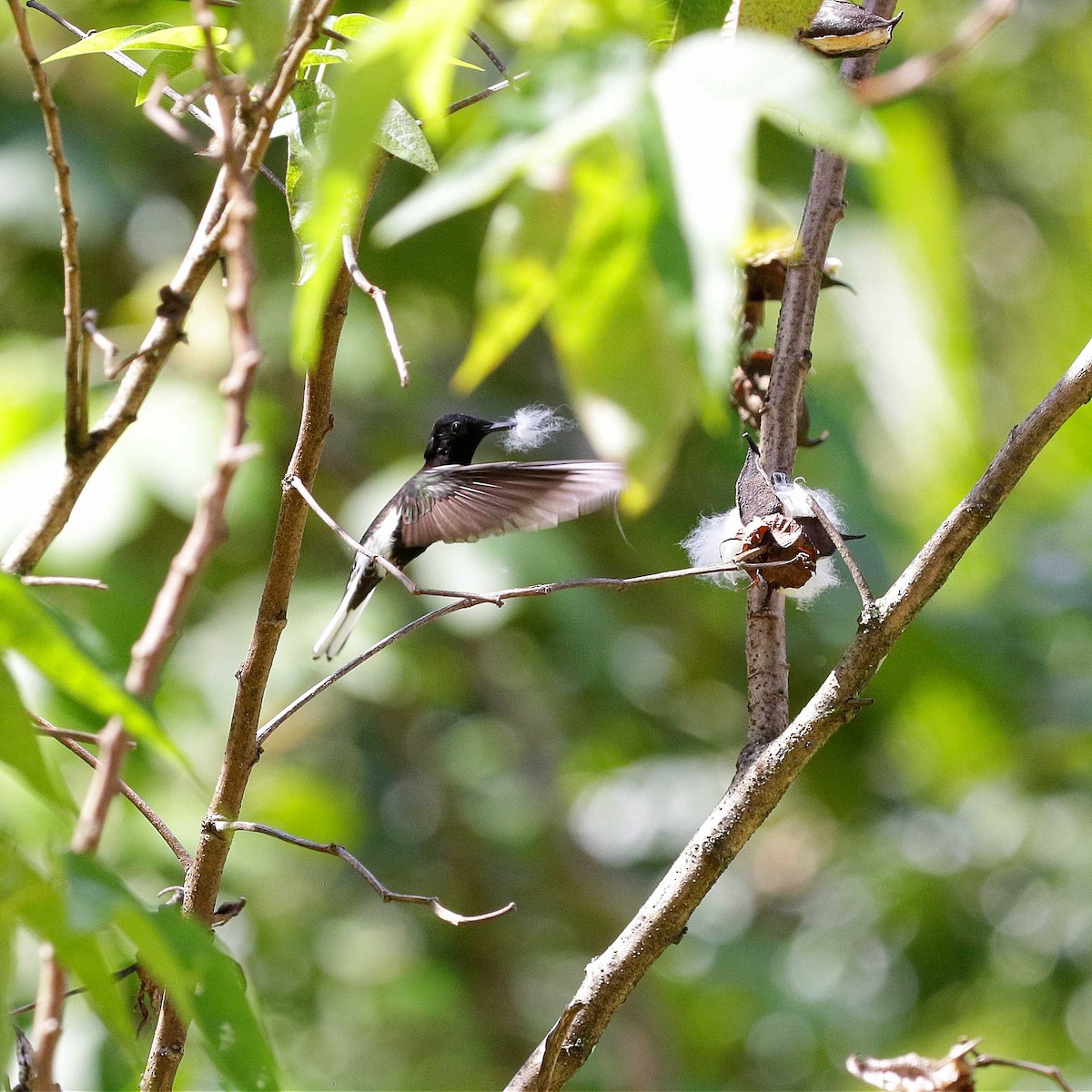 Colibrí Negro - ML482413151