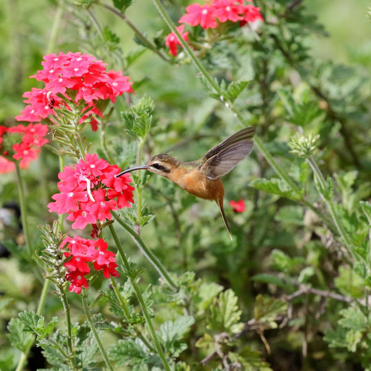 kolibřík malý - ML482413351