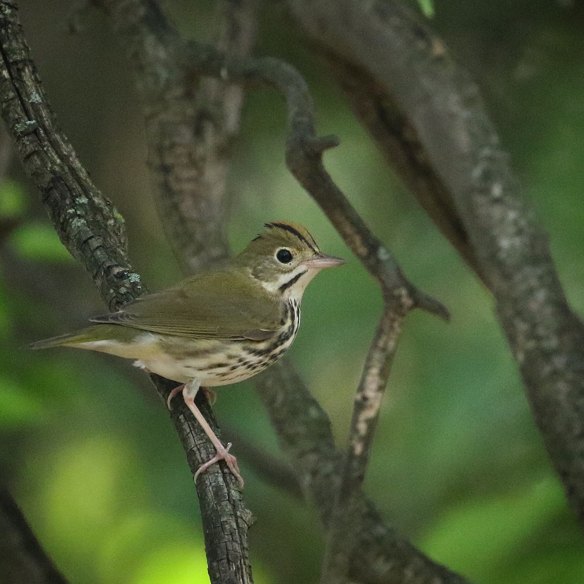 Ovenbird - ML482413381