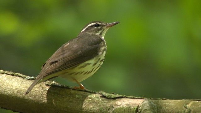 Louisiana Waterthrush - ML482414