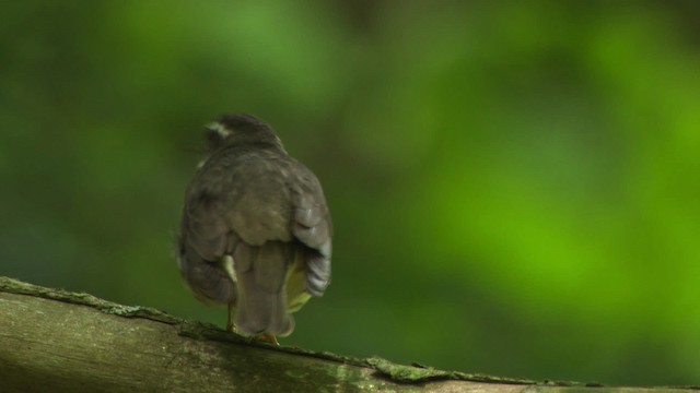 Louisiana Waterthrush - ML482415