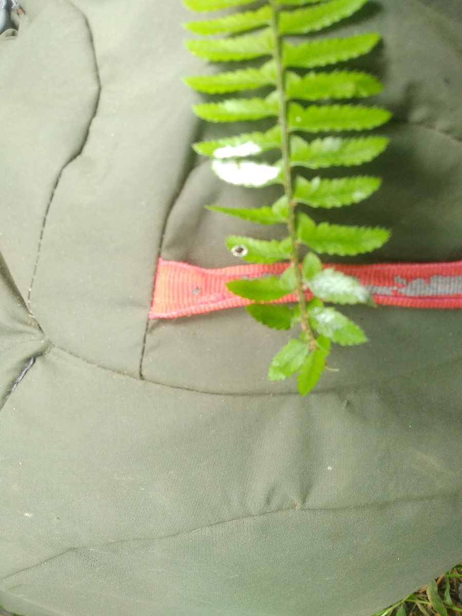 Hodgson's Frogmouth - ML482415191