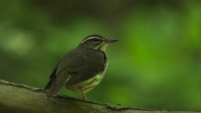 Louisiana Waterthrush - ML482416