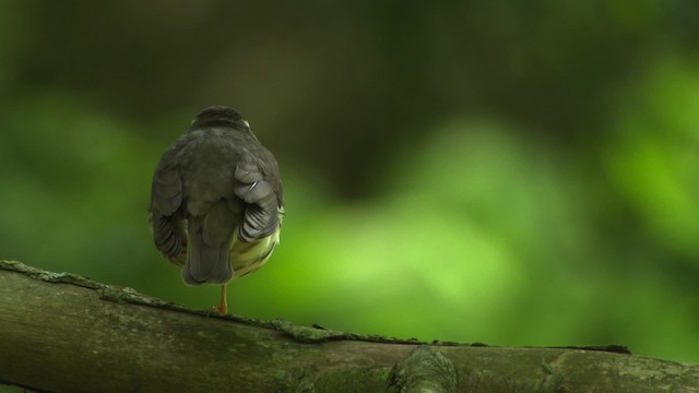 Paruline hochequeue - ML482417