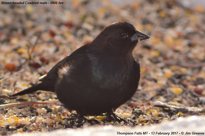 Brown-headed Cowbird - Jim Greaves