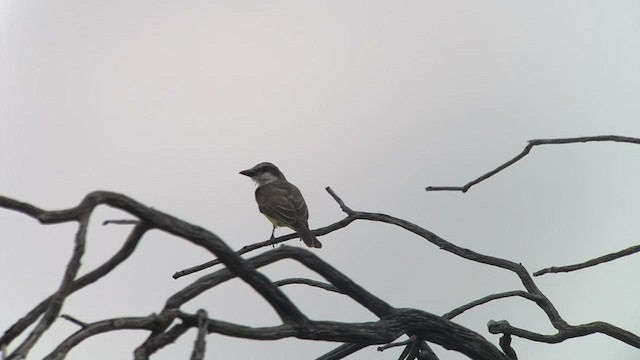 Thick-billed Kingbird - ML482417901