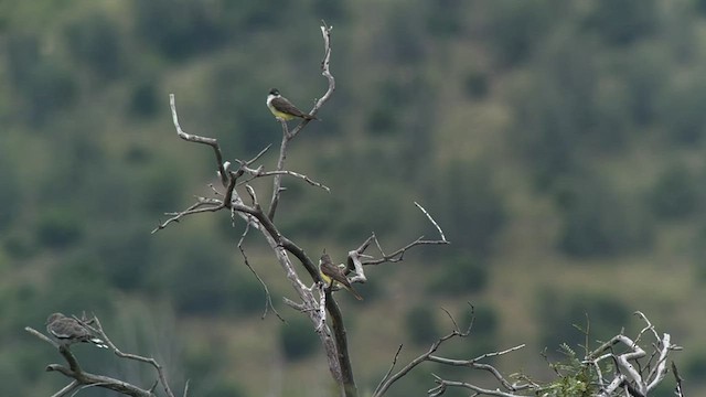 Tyran à bec épais - ML482418271