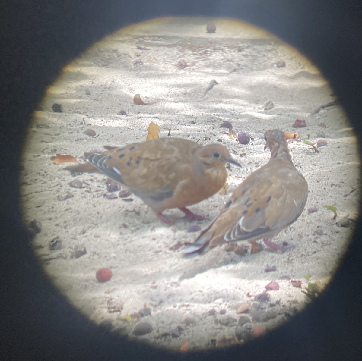 Zenaida Dove - ML482420281