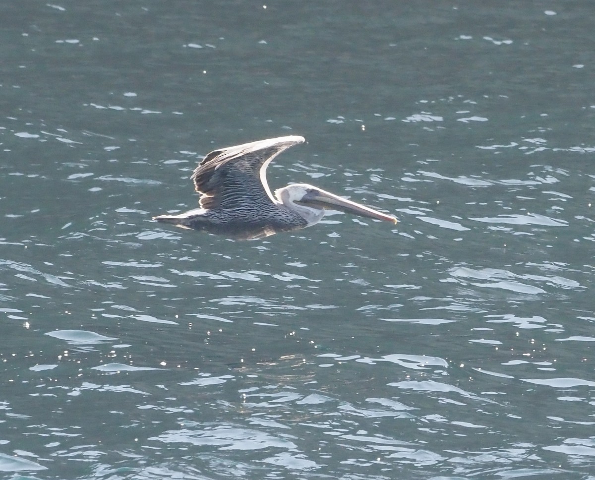 Brown Pelican - ML482421111