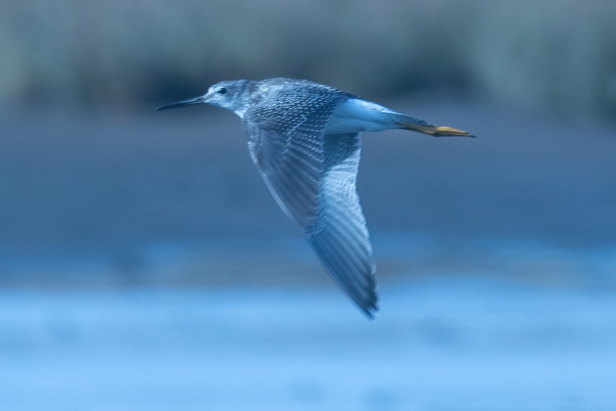 Lesser Yellowlegs - ML482422871