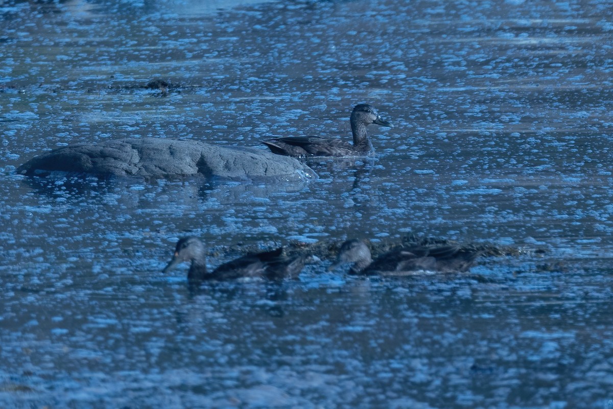 American Black Duck - ML482423131