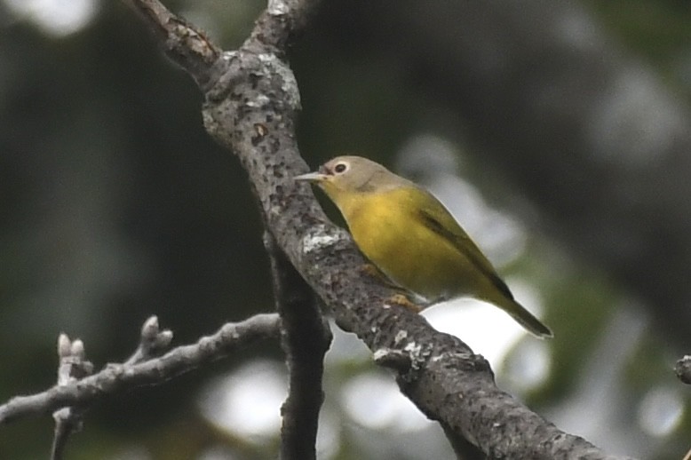 Nashville Warbler - ML482425031