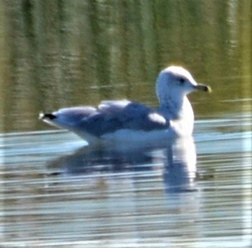 Ring-billed Gull - ML482425411