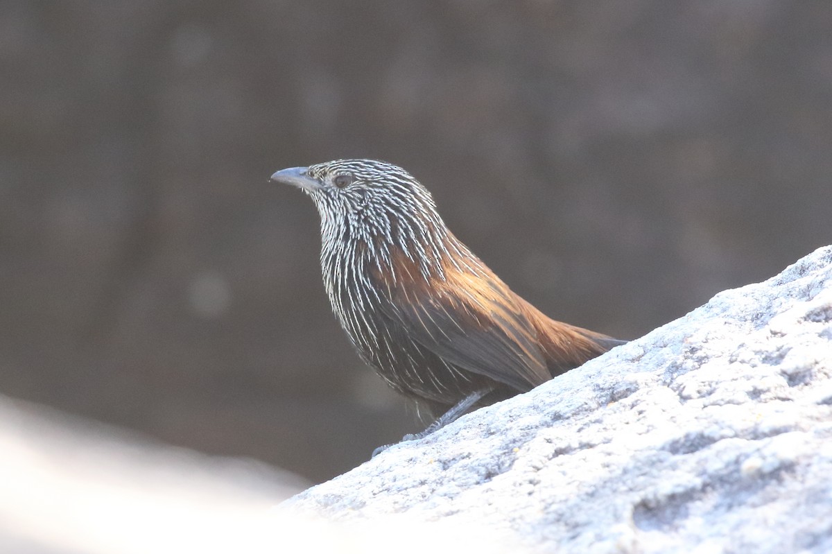 Black Grasswren - ML482425661