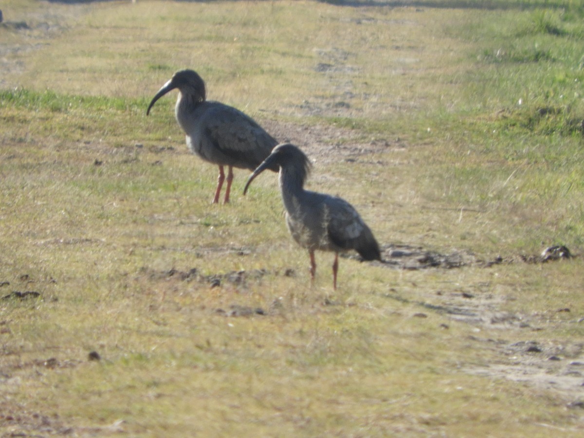 Plumbeous Ibis - Silvia Enggist