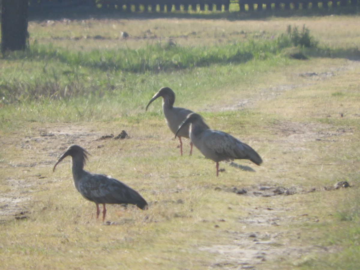 Plumbeous Ibis - Silvia Enggist