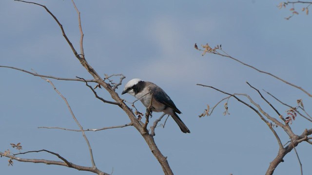 White-rumped Shrike - ML482426061
