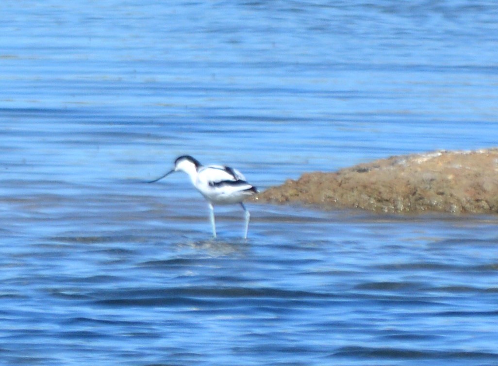 Pied Avocet - ML482426611