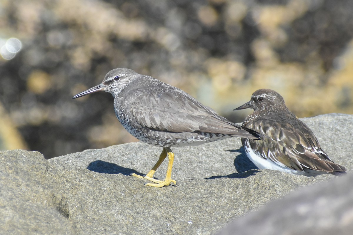 Wandering Tattler - Eric Konkol