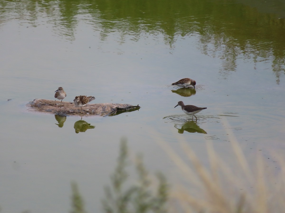 Least Sandpiper - ML482427611