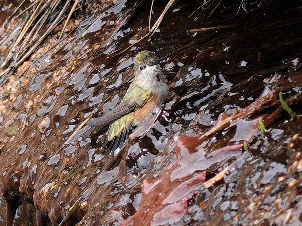 Calliope Hummingbird - ML482427711