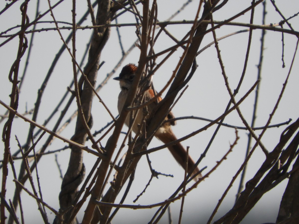 Yellow-chinned Spinetail - Silvia Enggist