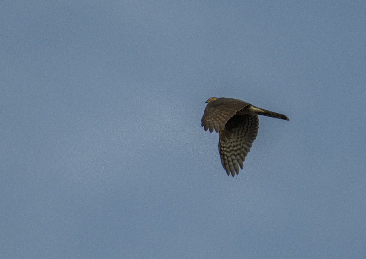 Sharp-shinned Hawk - David Carmo