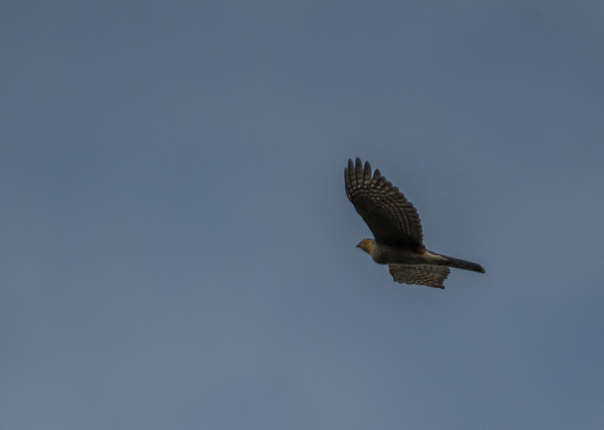 Sharp-shinned Hawk - David Carmo