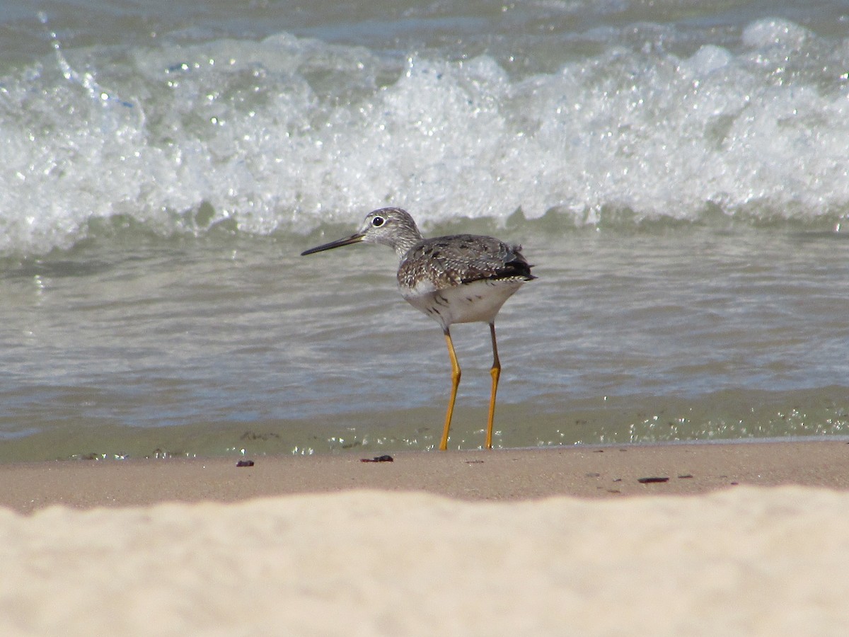 Greater Yellowlegs - ML482429671