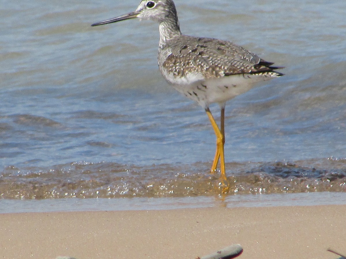 Greater Yellowlegs - ML482429691