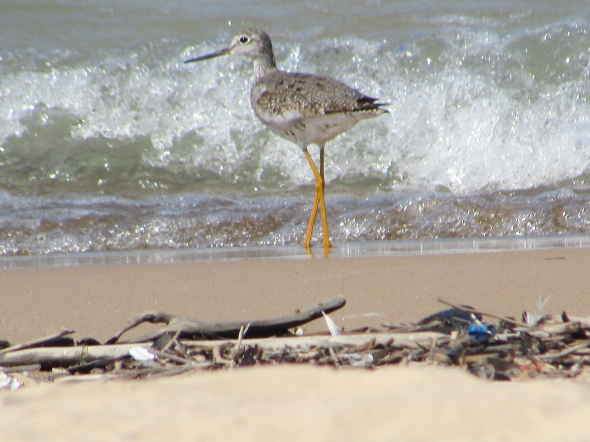 Greater Yellowlegs - ML482429741