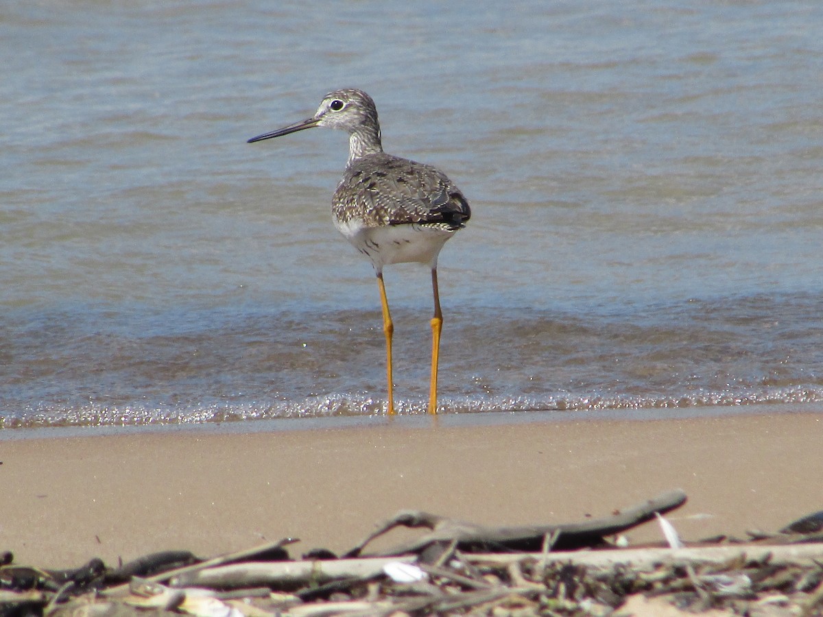 Greater Yellowlegs - ML482429751