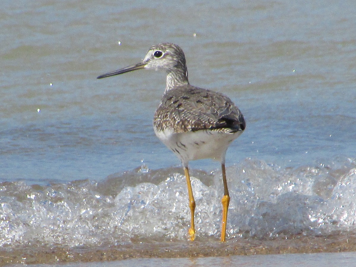 Greater Yellowlegs - ML482429761