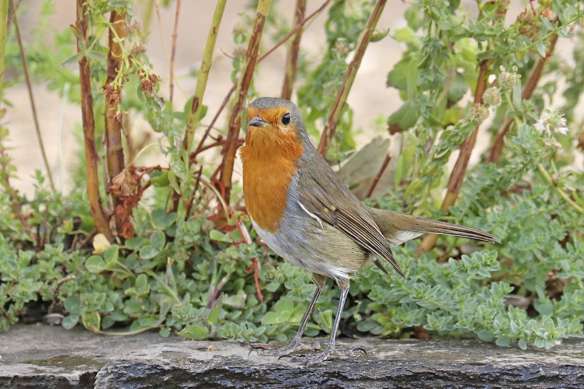 European Robin - ML482429951