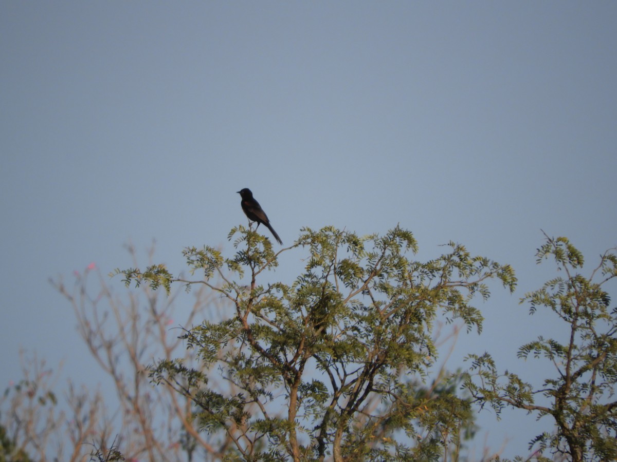 Variable Oriole - ML482430461