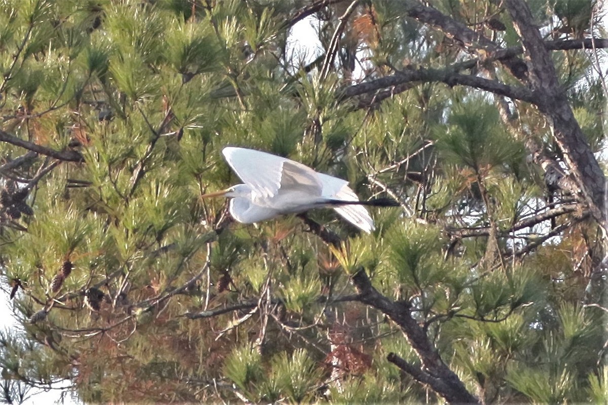 Great Egret - ML482431791