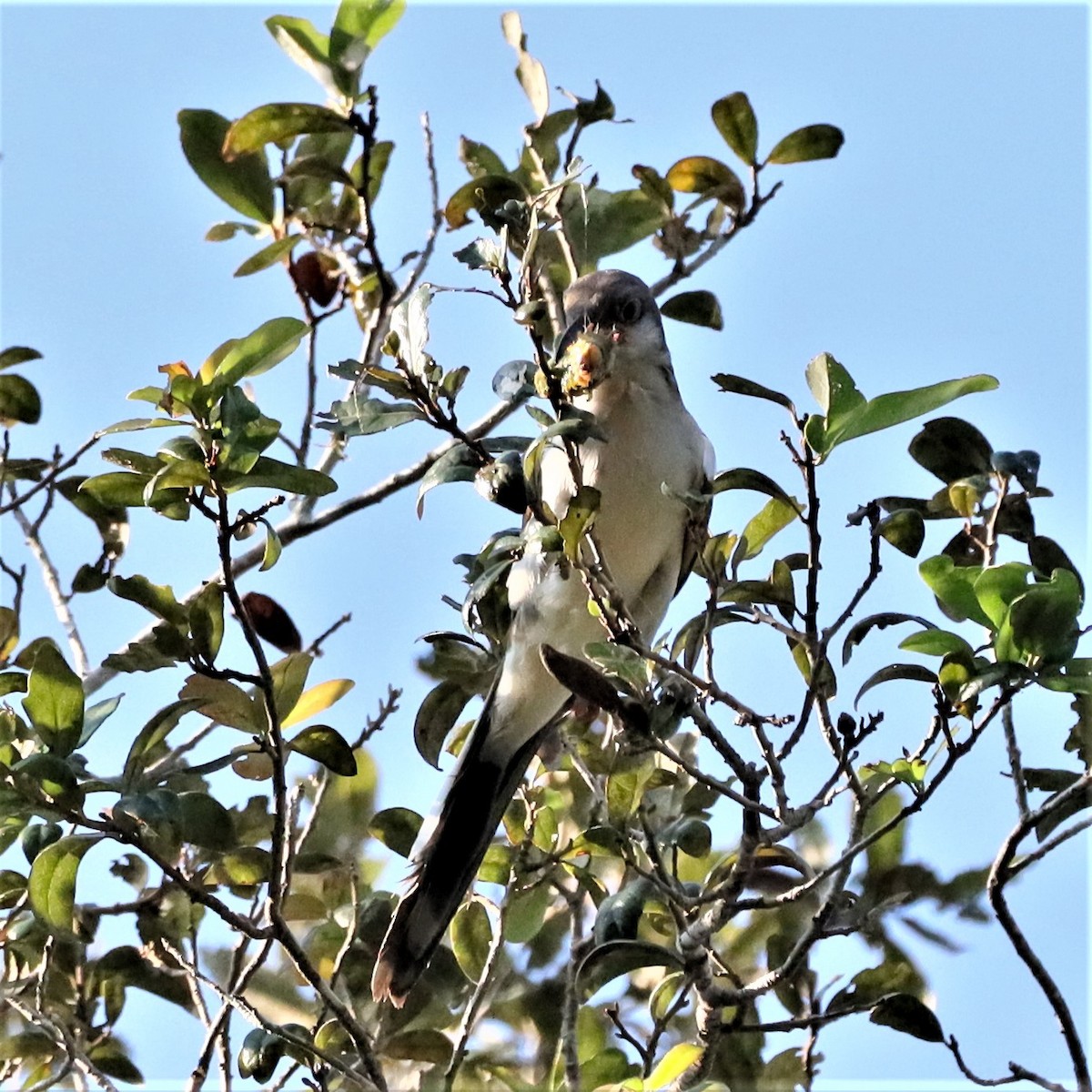 Yellow-billed Cuckoo - ML482431841