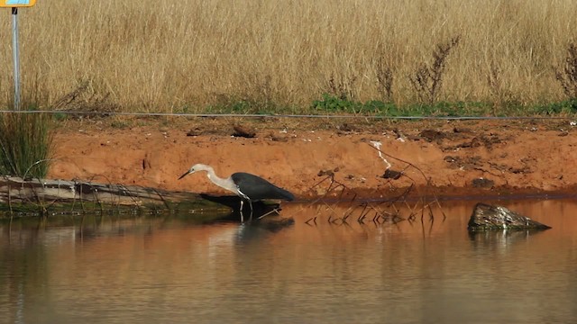 Pacific Heron - ML482432