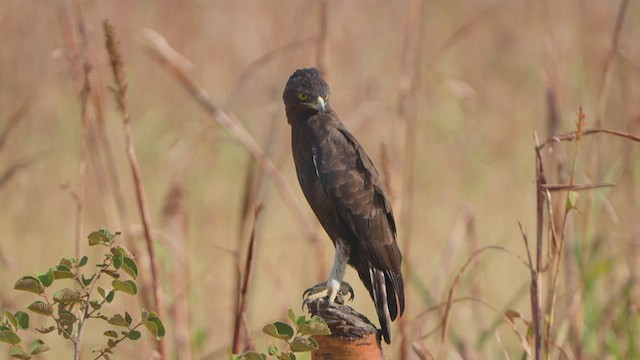 Long-crested Eagle - ML482432861