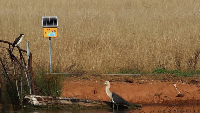 Pacific Heron - ML482433