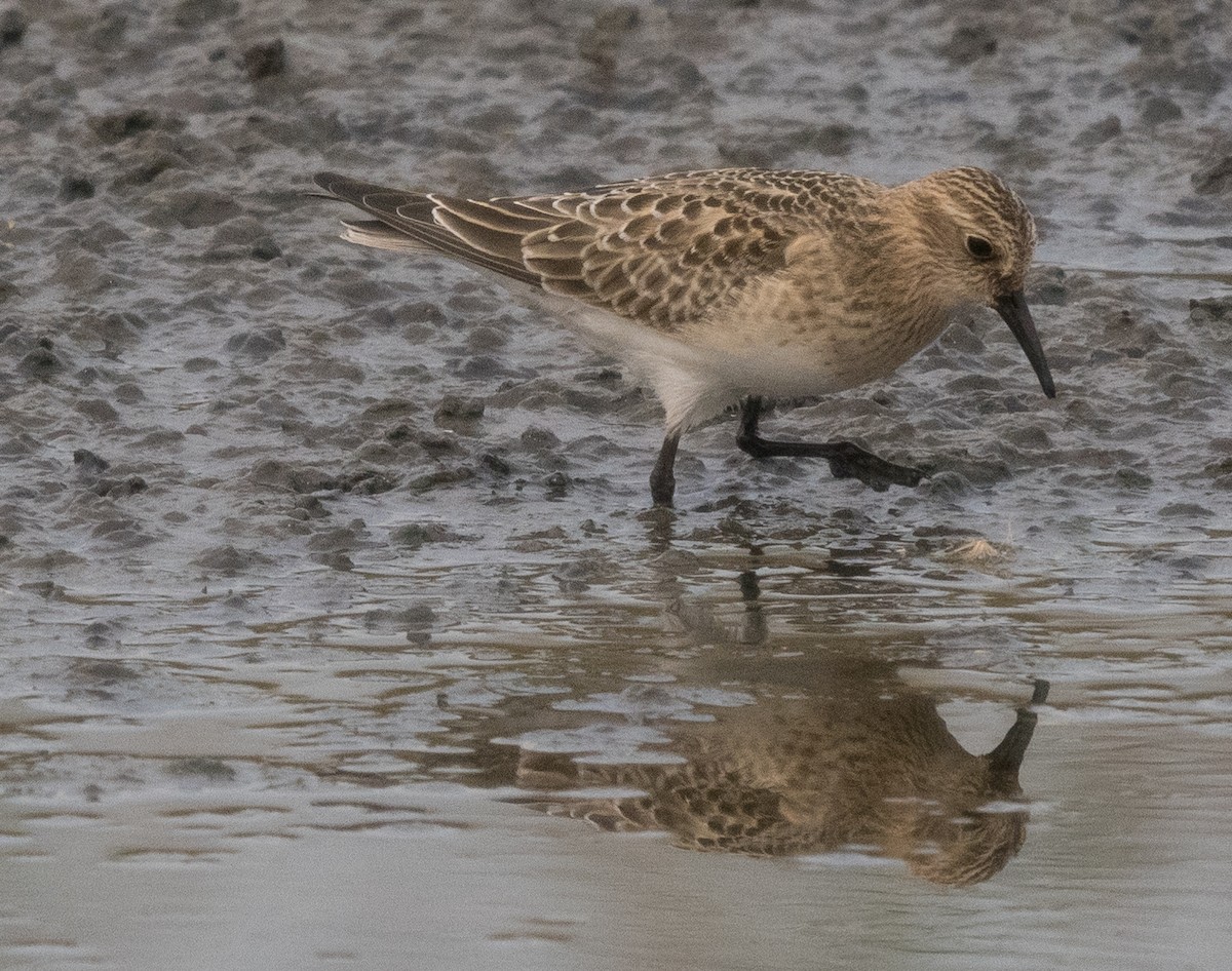 Bairdstrandläufer - ML482433201