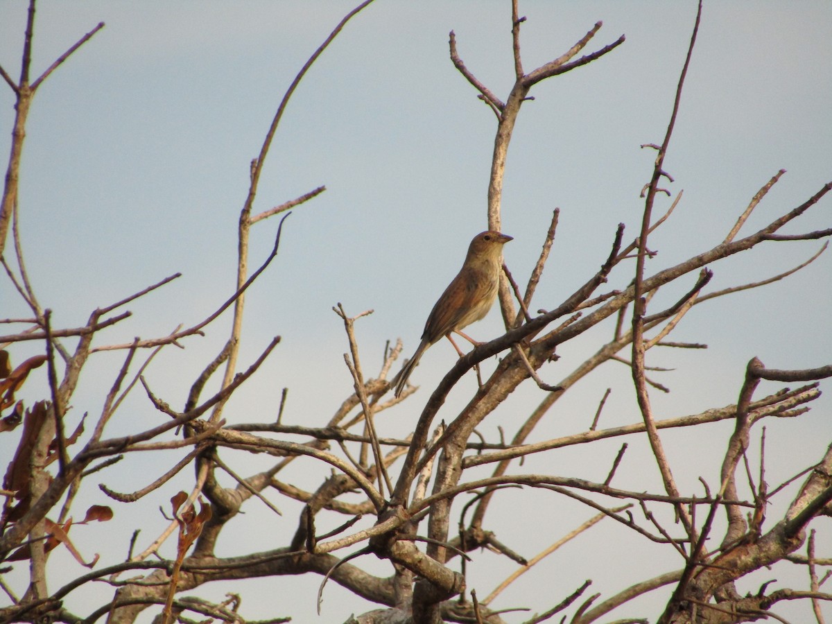 Blue Finch - ML482433341