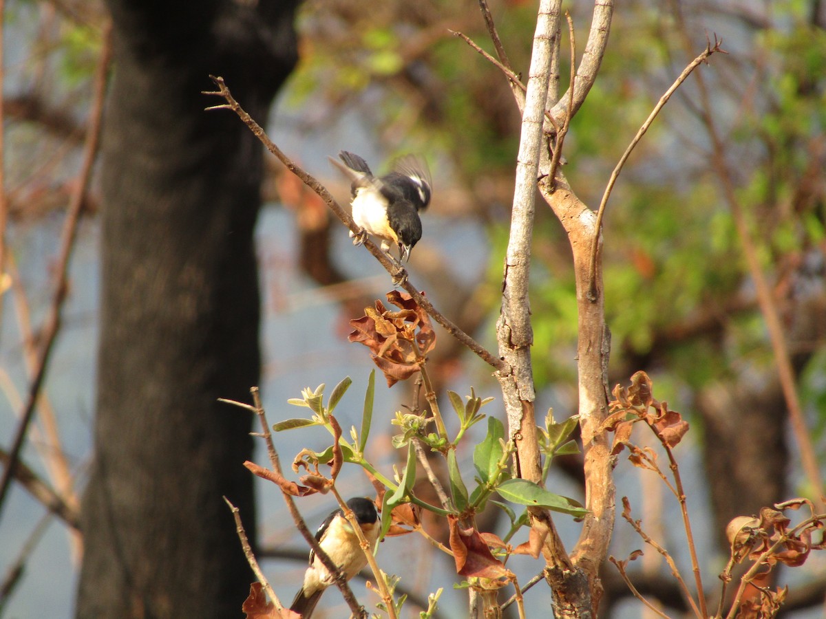 White-rumped Tanager - ML482433801