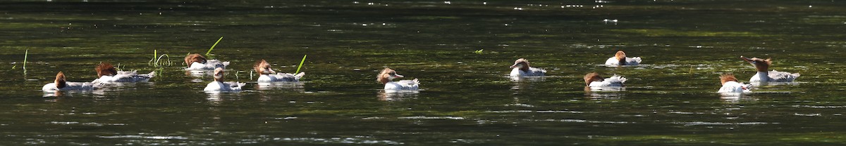 Common Merganser - ML482433851