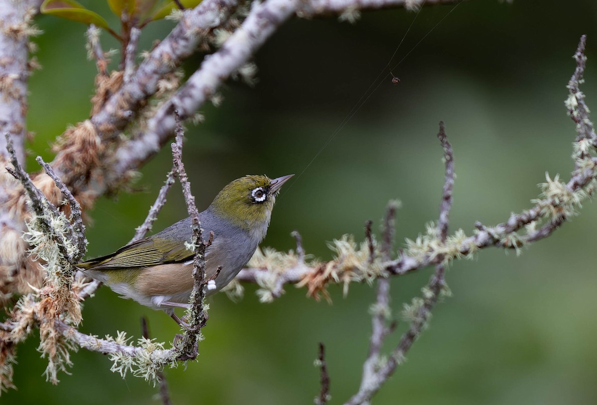 Silvereye - ML482434381